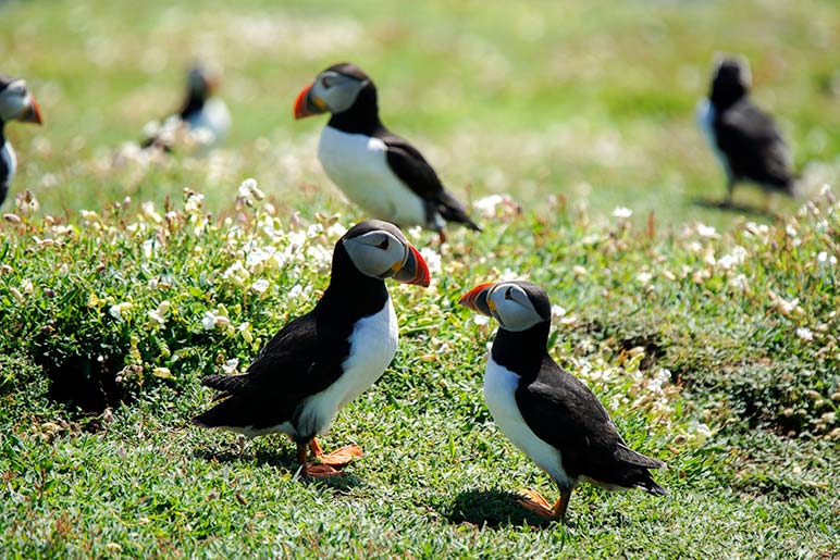two puffins looking at each other