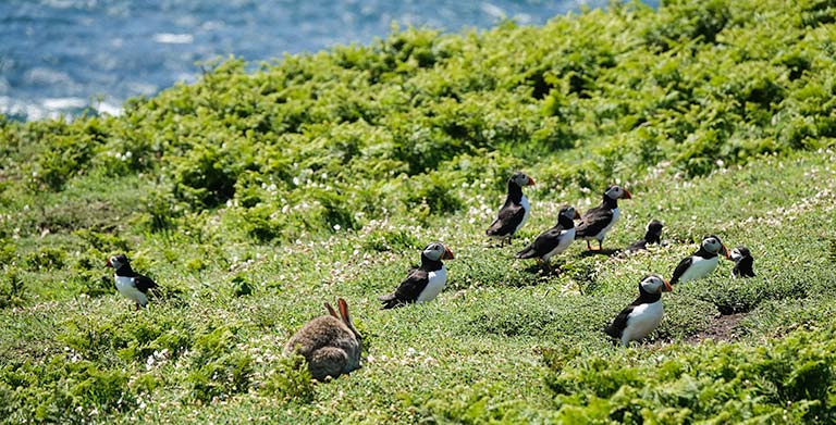 Rabbit on Skomer Island surrounded by Puffins