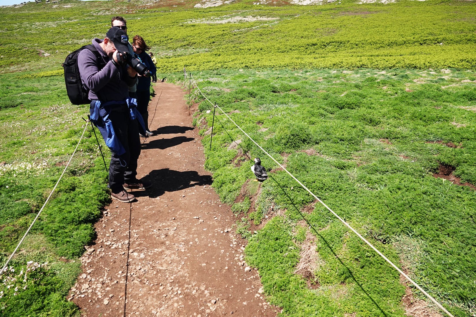 Lars stood on path taking a photo of a puffin in the grass