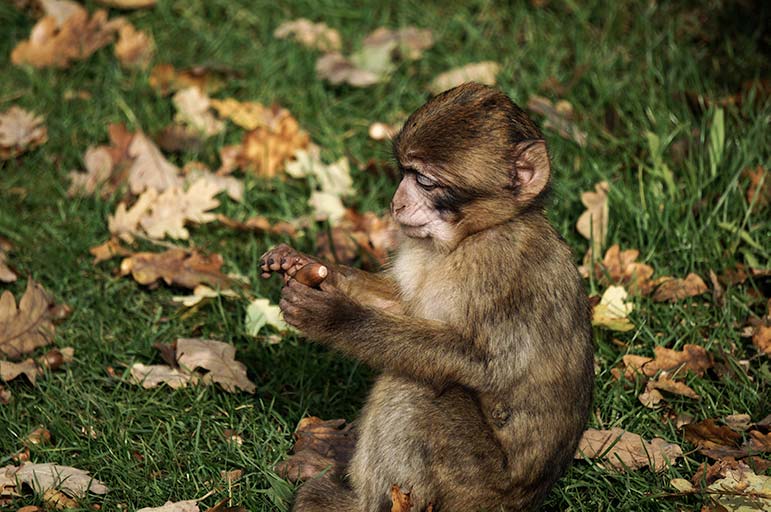 Baby monkey looking at an acorn at the Rocamadour Monkey Forest
