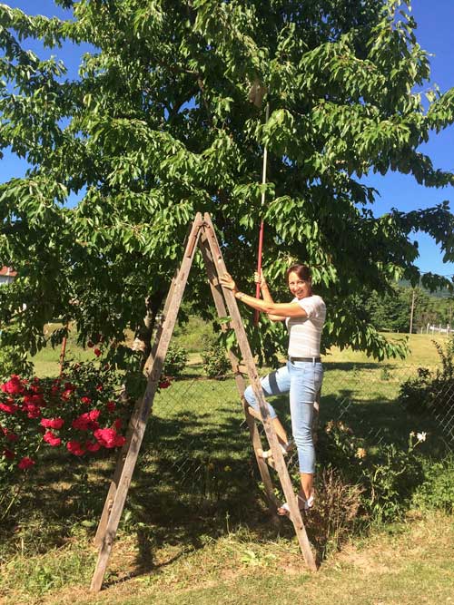 Cherry picking at Plitvice Lakes Campsite, Croatia