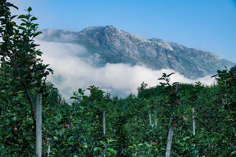 View of the mountains through an Apple orchard on the Dronningstien Hike