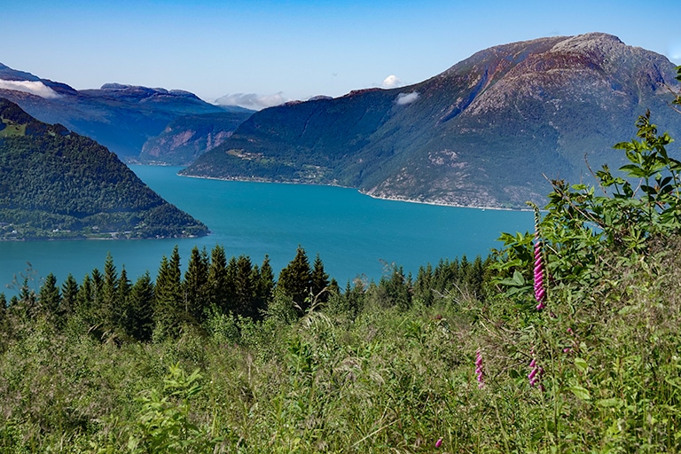 View of a fjord from the green grassy mountain side