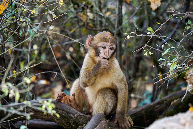 Baby Barbary Macaque eating at the Monkey Forest rocamadour
