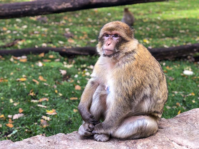 Barbary macaque monkey sat on a wall at the foret des singes