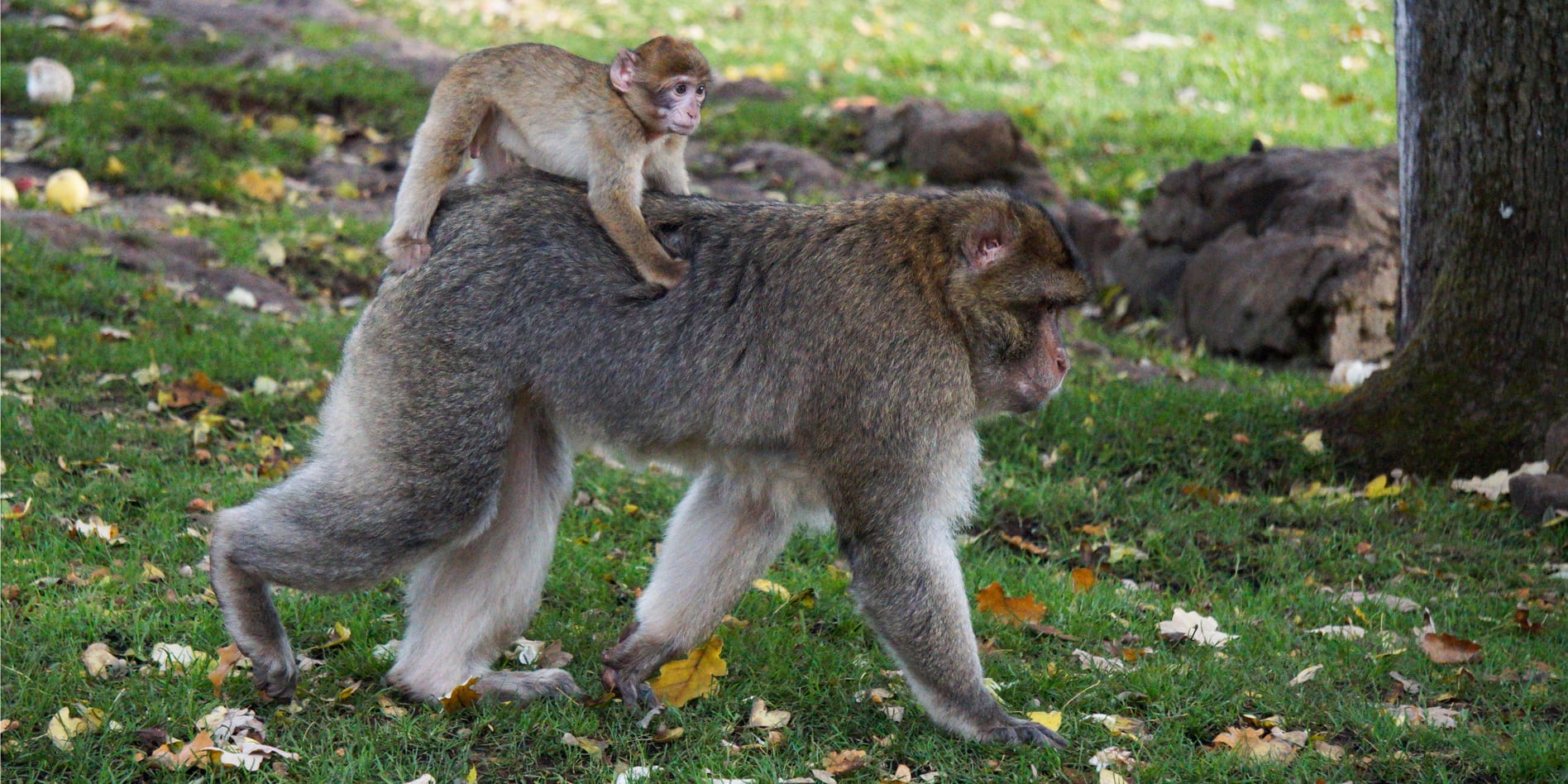 Monkey-Forest-France-