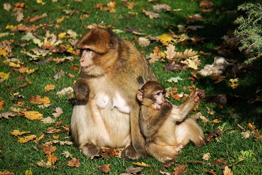 Mother and baby Barbary Macaque