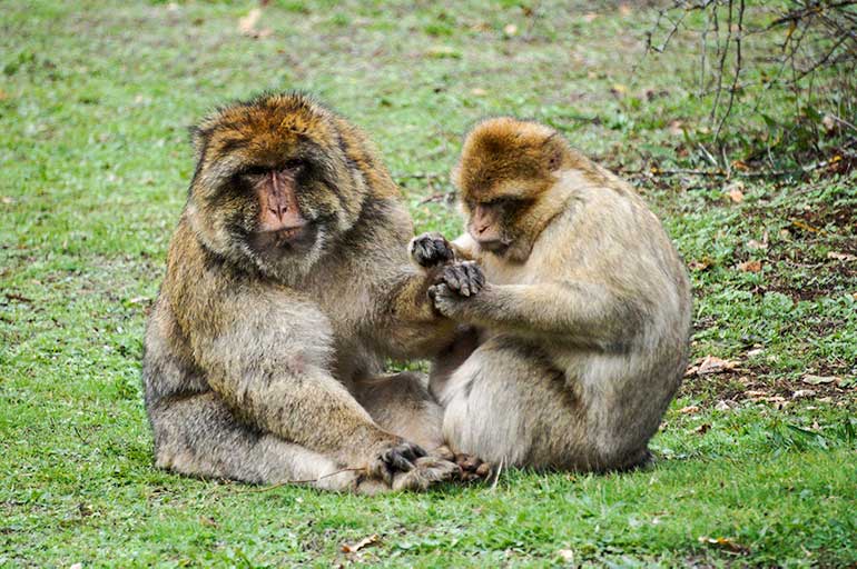 two barbary macaques grooming each other