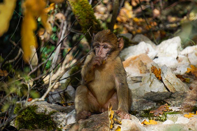 Baby monkey eating at the foret des singes