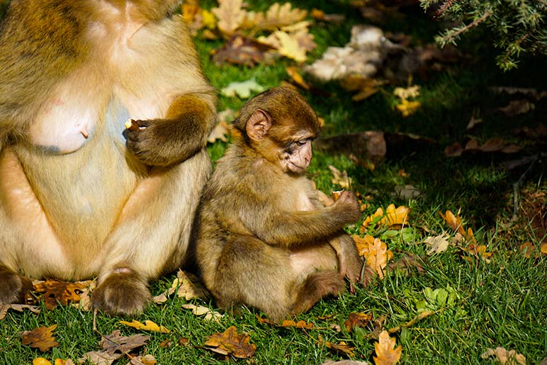 Baby monkey sat beside mum monkey eating acorns at monkey forest Rocamadour