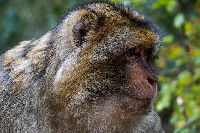 close up of barbary macaque at Rocamadour Monkey Forest