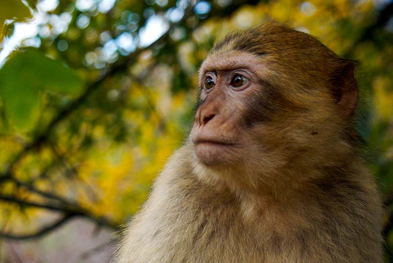 Up close shot of a Barbary macaque monkey