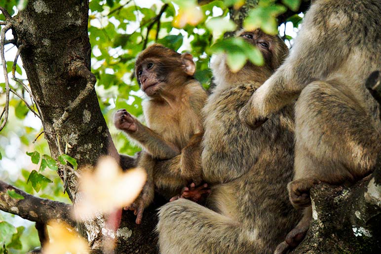 three monkeys in a tree at the Rocamadour Monkey forest