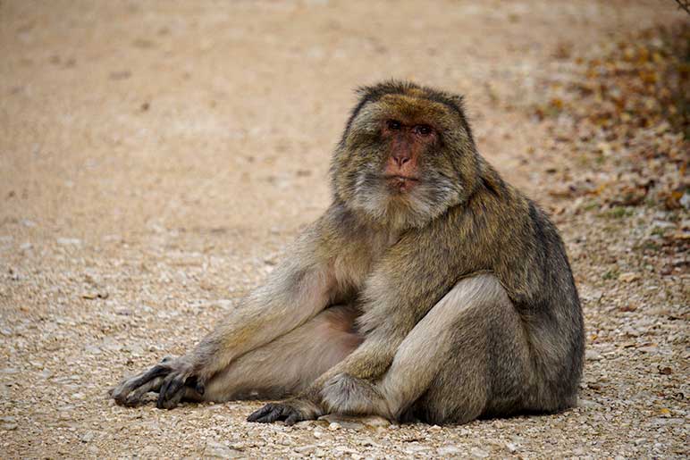 barbary macaque monkey  sat on the tourist trail path 