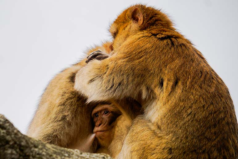 Two monkeys cuddling with baby monkey head popping through the middle