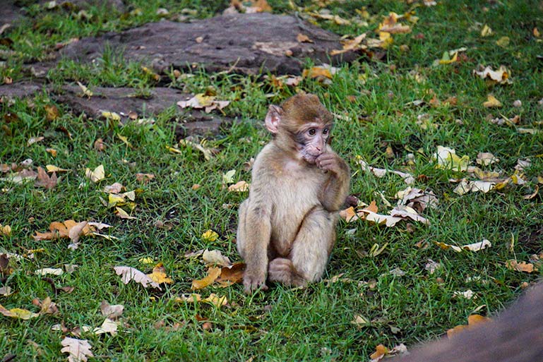 Baby monkey at foret des singes 