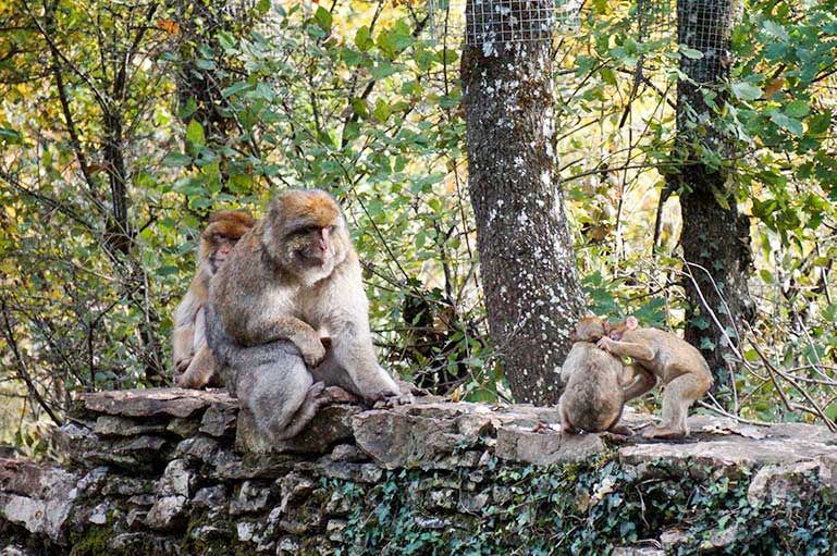 Two baby monkeys on a wall at the Monkey Forest Rocamadour