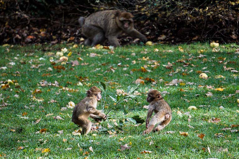 Two baby monkeys playing on the grass at the Monkey forest