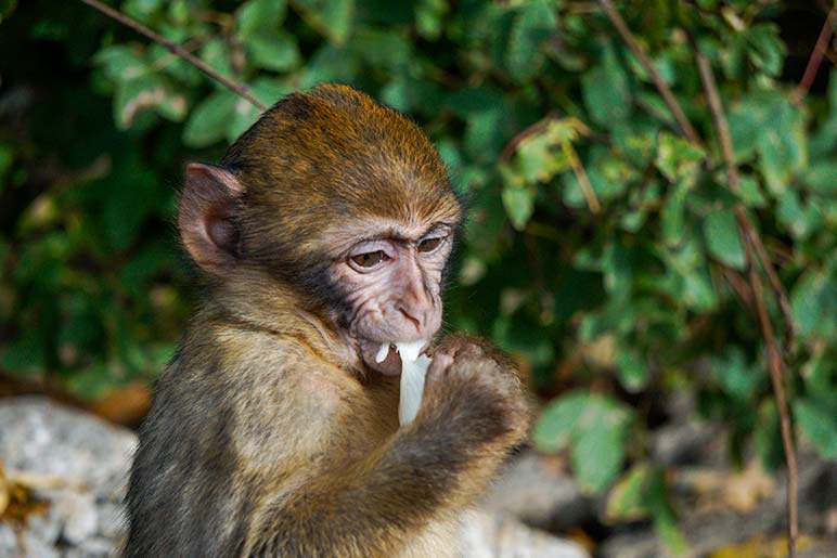 Baby monkey eating some fruit at foret des singes 