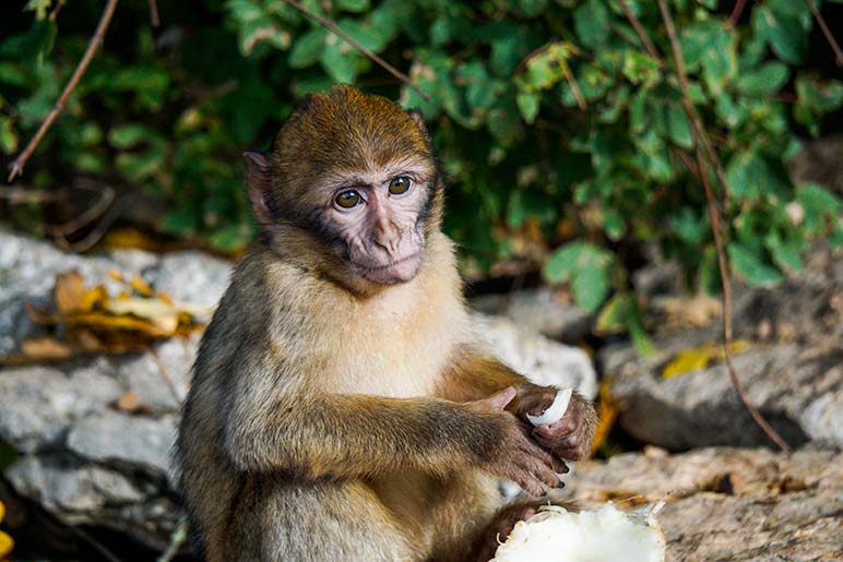 Baby monkey at monkey forest Rocamadour