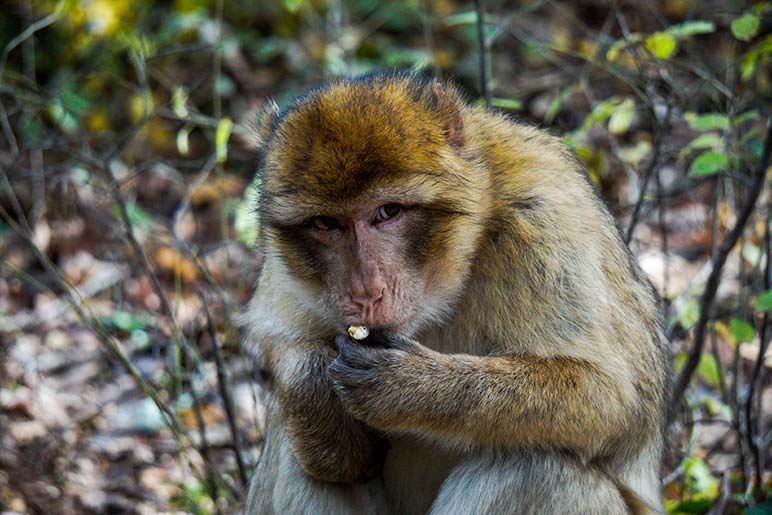 Monkey eating a piece of popcorn at foret des singes