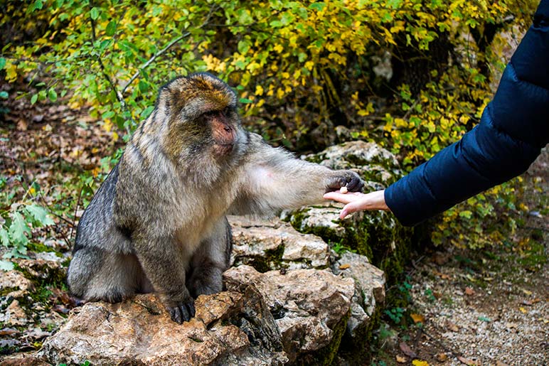 Monkey taking popcorn from shelley's hand at foret des singes 