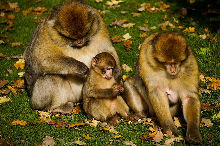 mum, dad and baby monkey sat on grass
