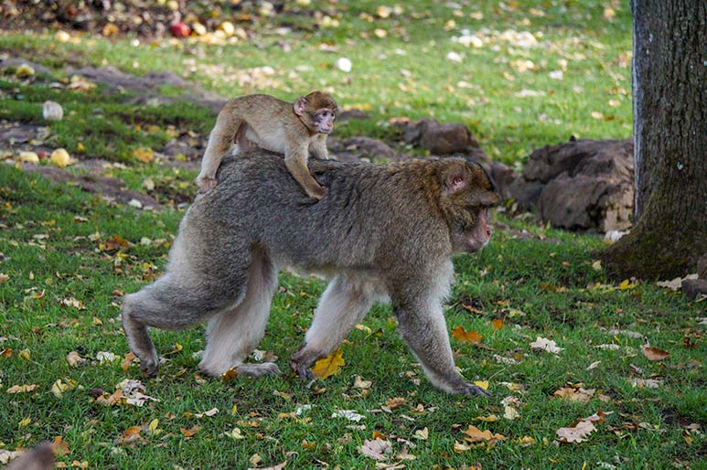 baby monkey on its mothers back at Rocamadour  monkey forest