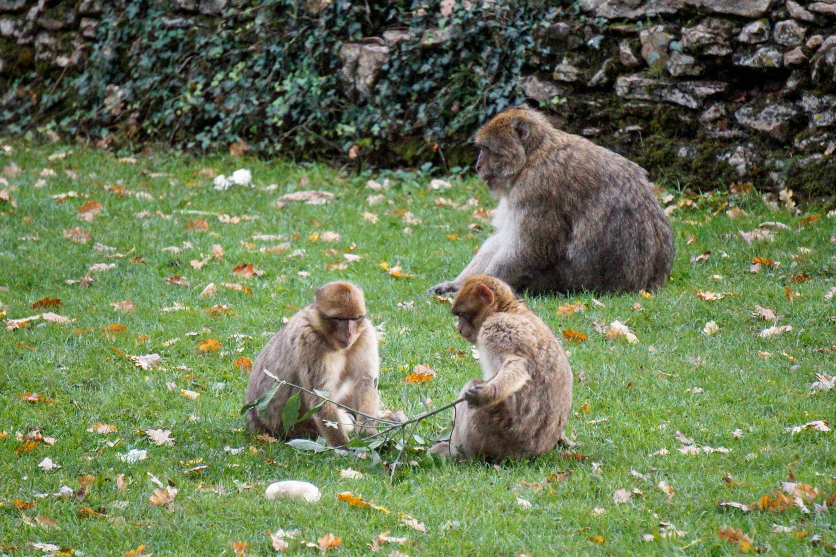 2-baby-monketys and-branchwith adult monkey in background at rocamadour monkey forest