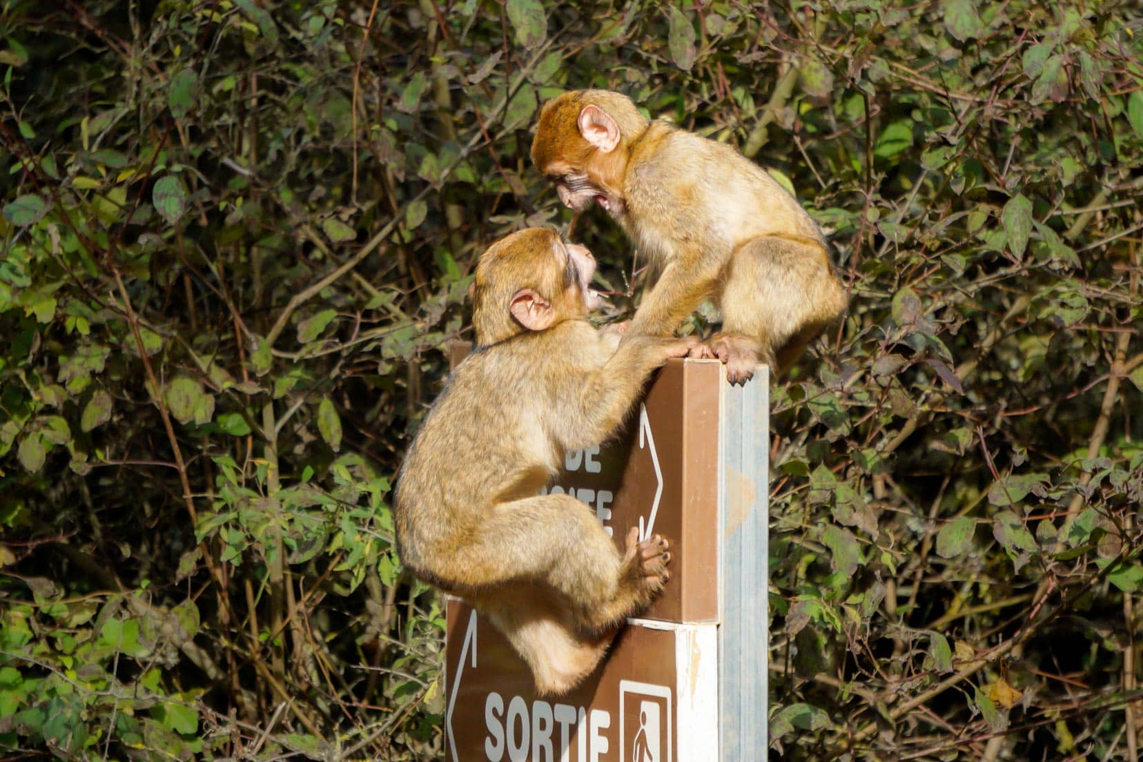 2-baby-monkey-squabble on the rocamadour monkey forest sign