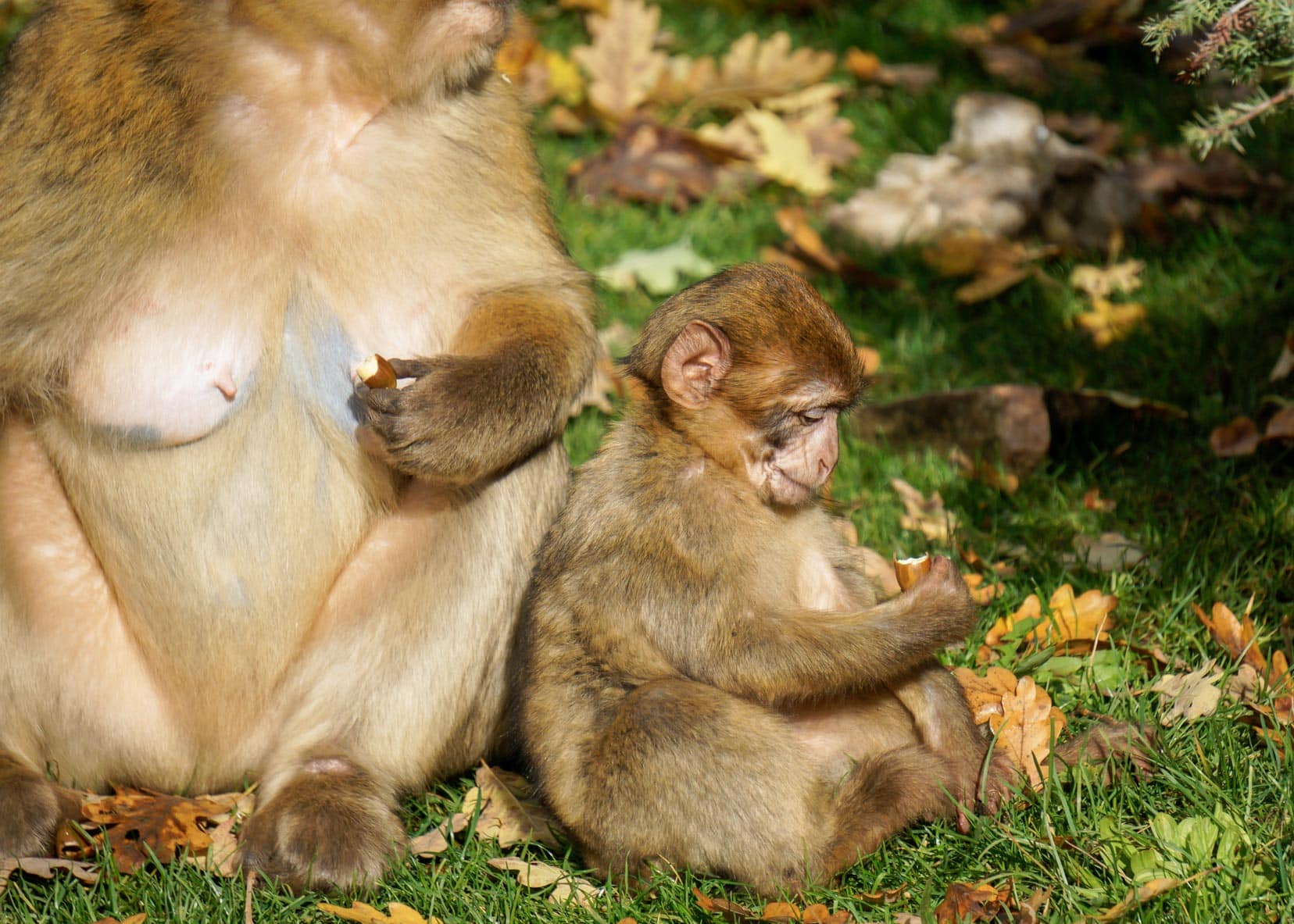 baby-monkey-with-nut