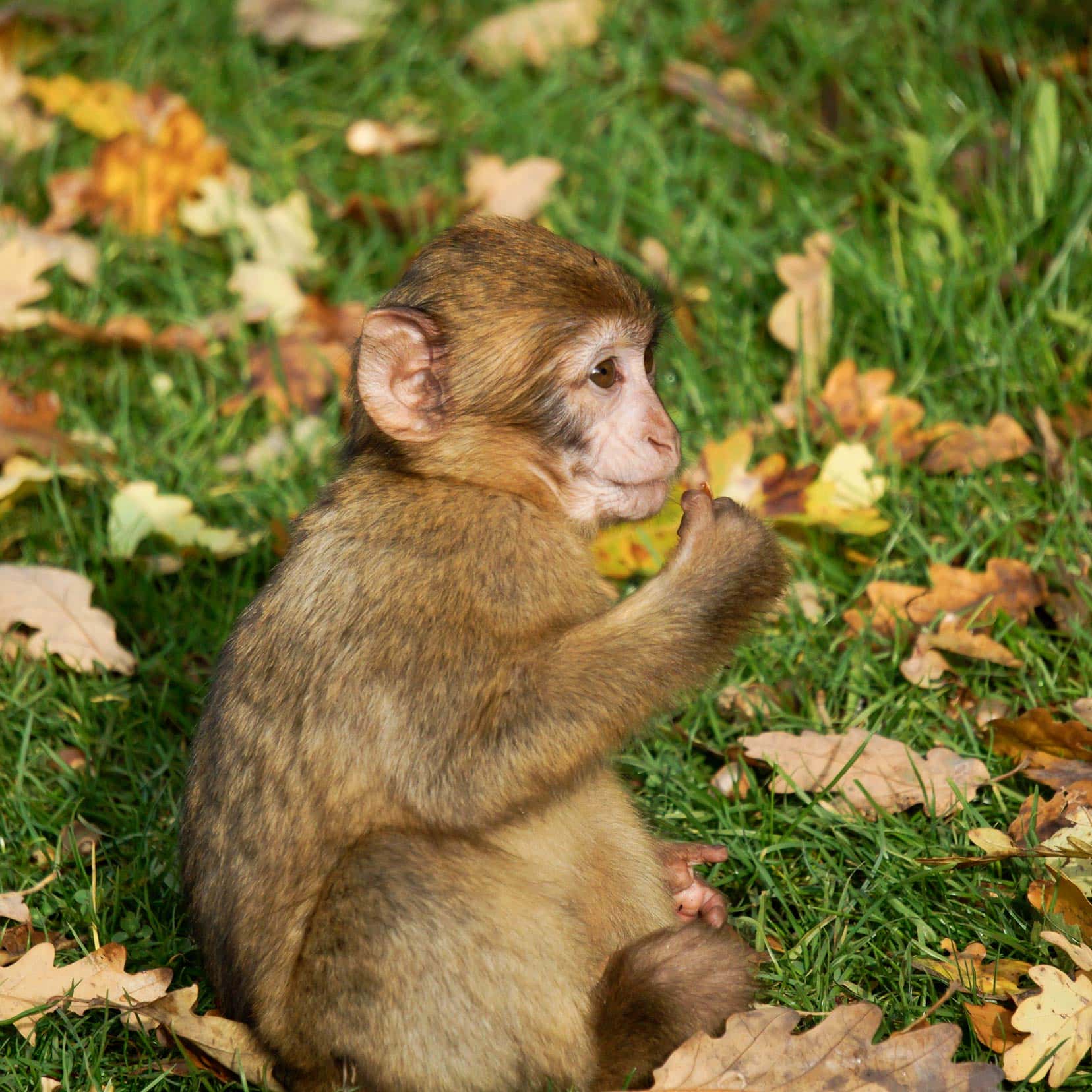 baby babary maquaque eating a nut in rocamadour monkey forest