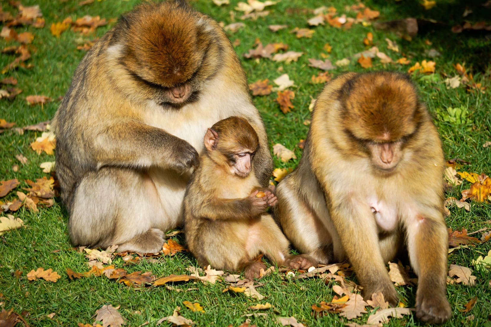 macaque family time two adults and one baby in rocamadour monkey forest sat on grass with autumn leaves around