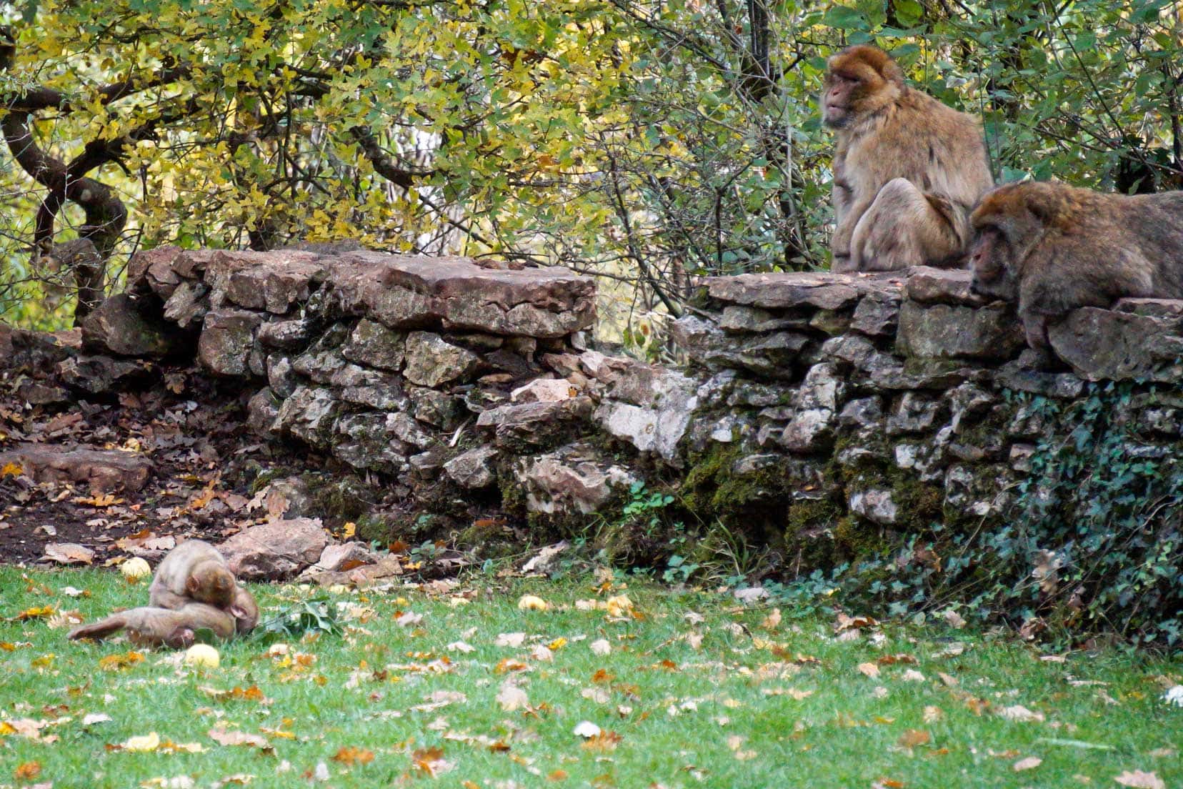 family-of macaque together