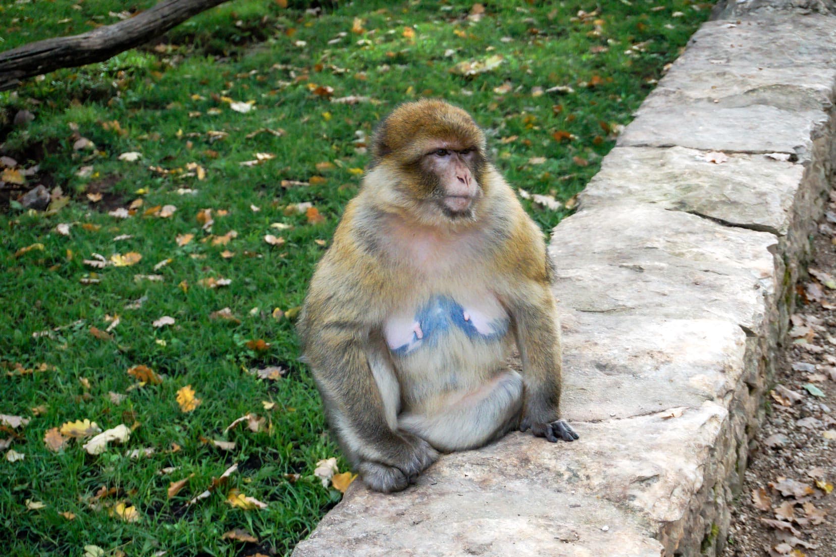 female-monkey sat on wall 