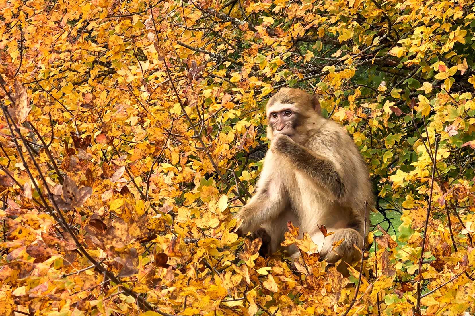 monkey-in-autumn-tree at rocamadour monkey forest