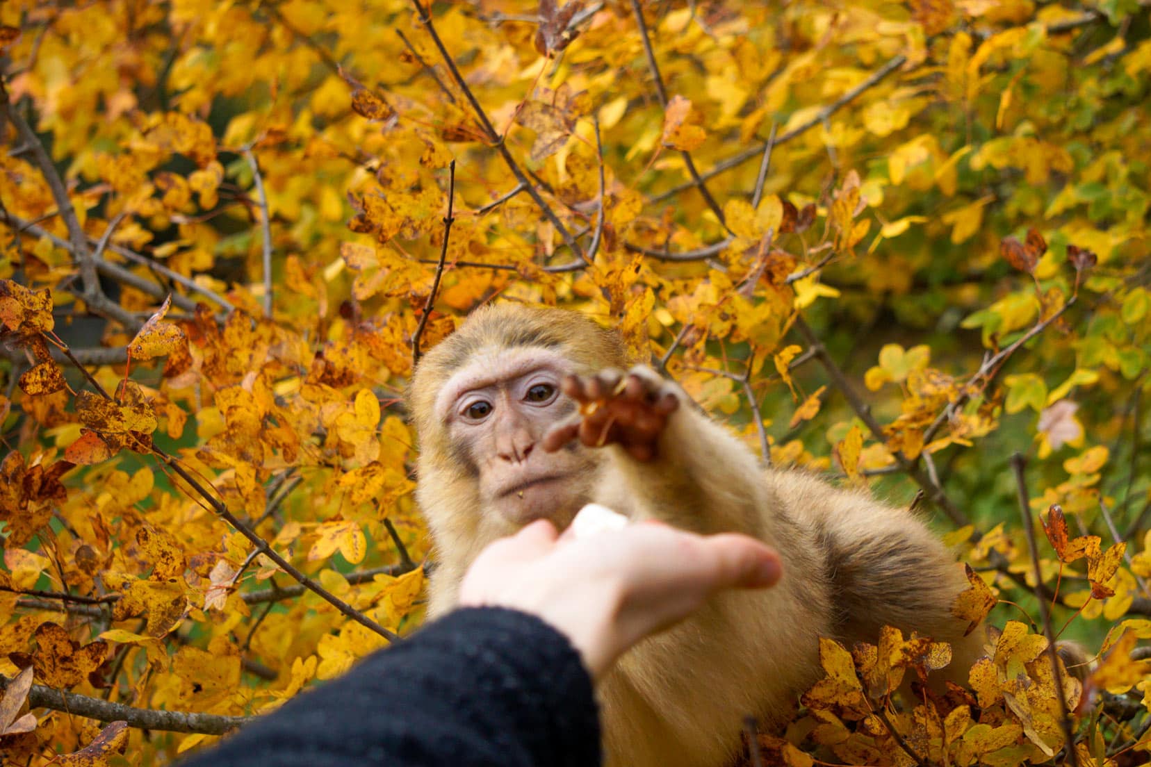 monkey-grabbing-a-hand rocamadour monkey forest