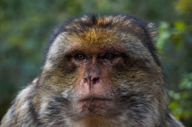 Marvellous Rocamadour Monkey Forest in France (inc. video)