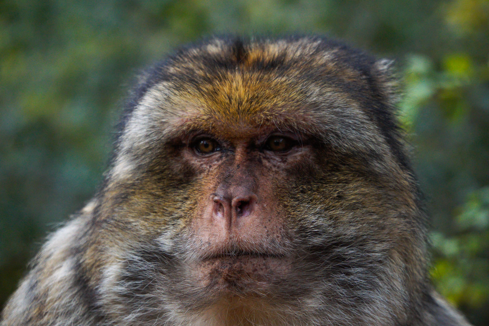 monkey-head-up close