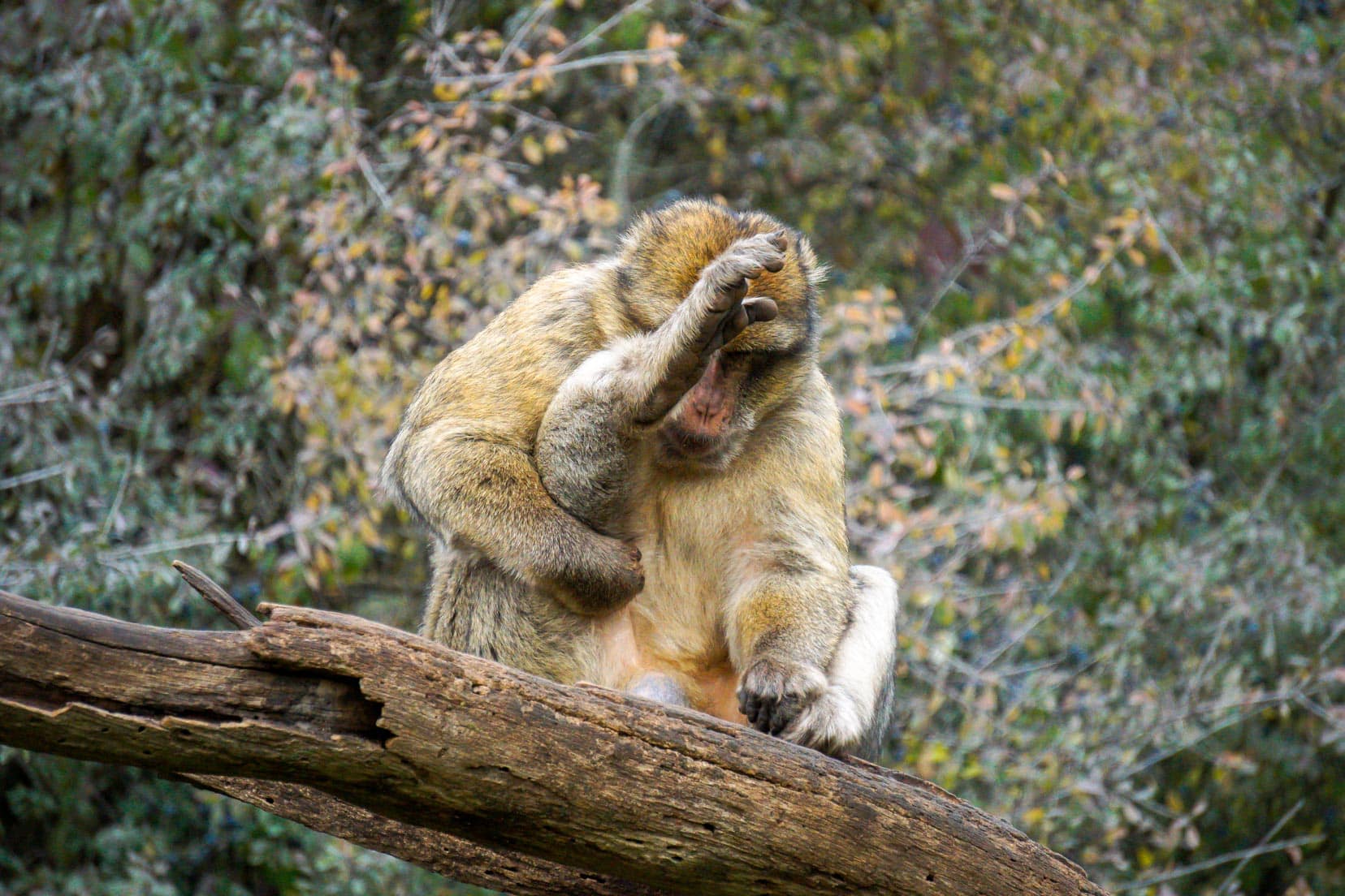 monkey-scratching-bum