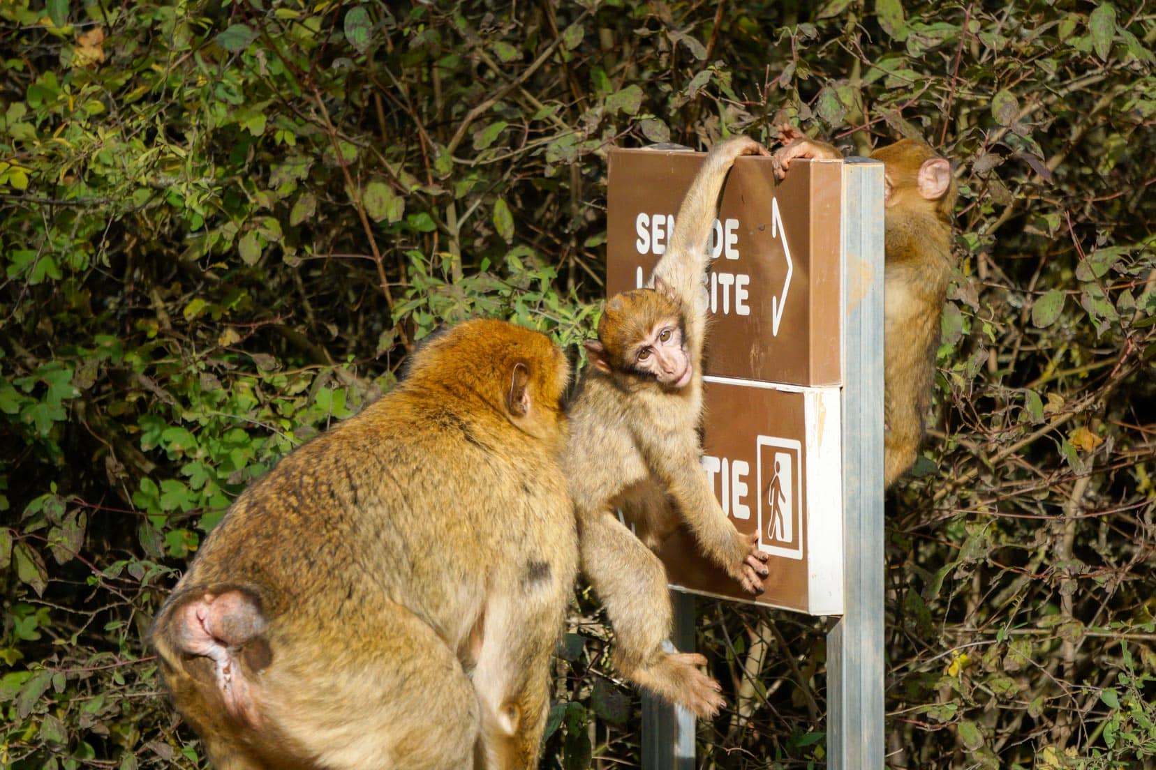 mum-and-2-baby-monkeys-at-sign