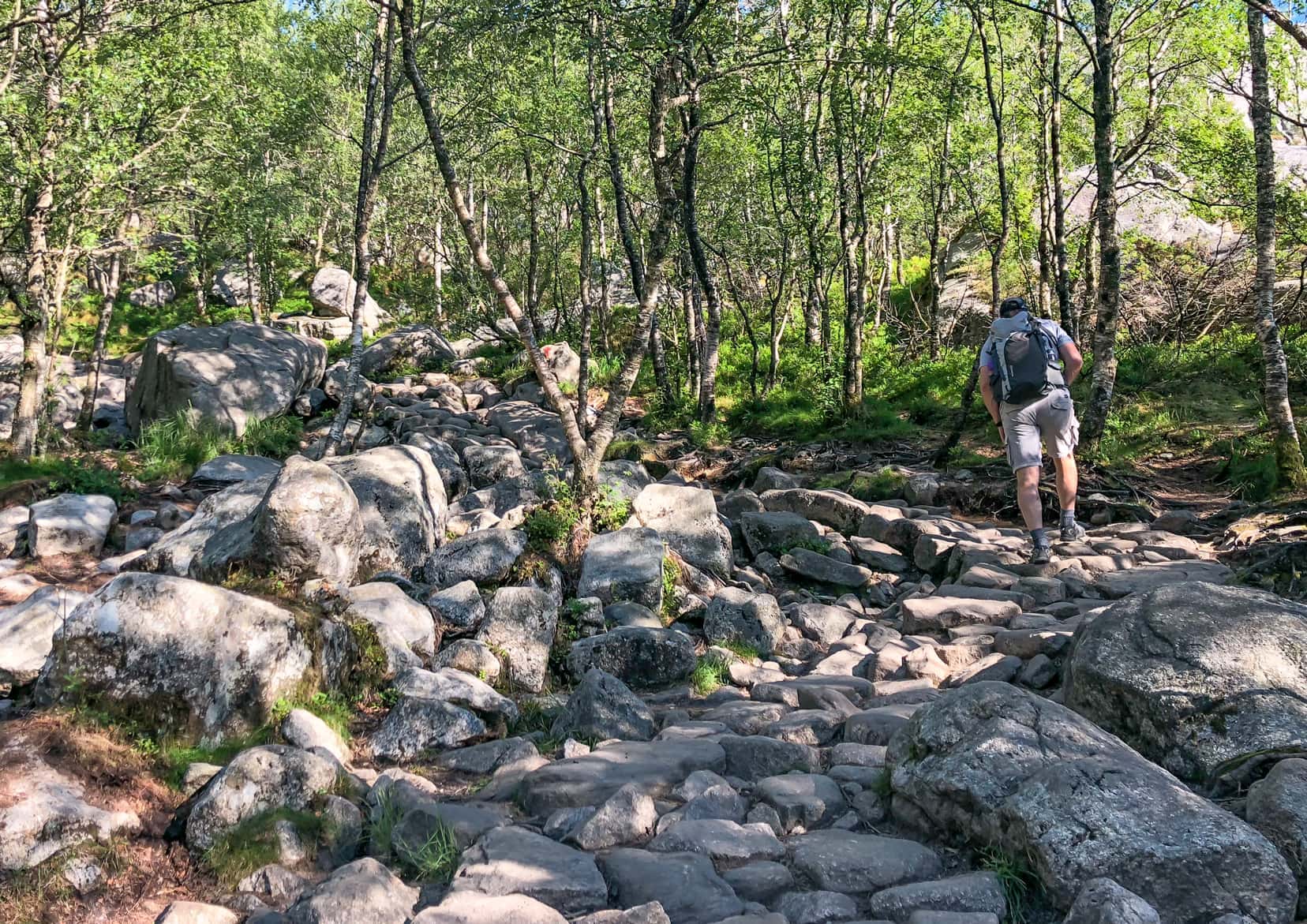 Stepping stones in the bush