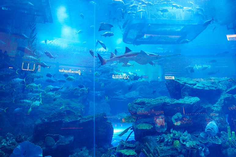 The Dubai Aquarium is mesmerising