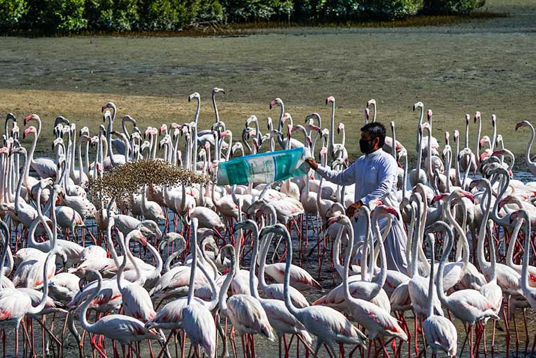 Feeding time at Ras Al Khor is the best time to see the flamingos en-masse