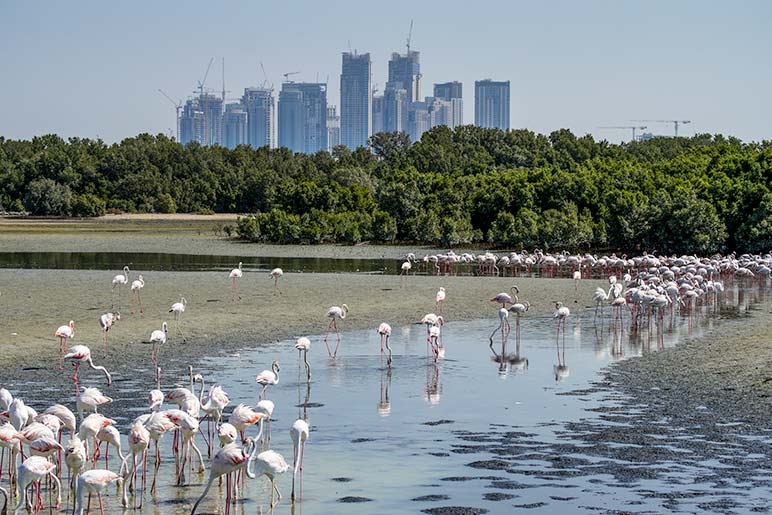 The Greater Flamingos have bright pink legs and wings