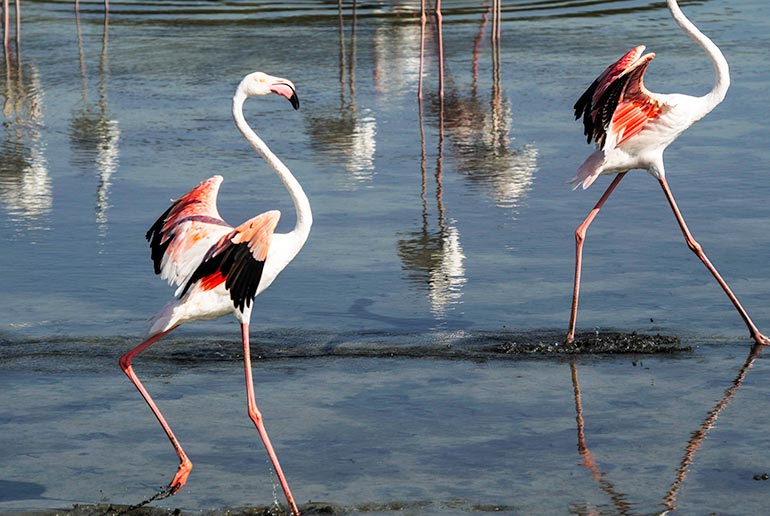 The Greater Flamingos have bright pink legs and wings