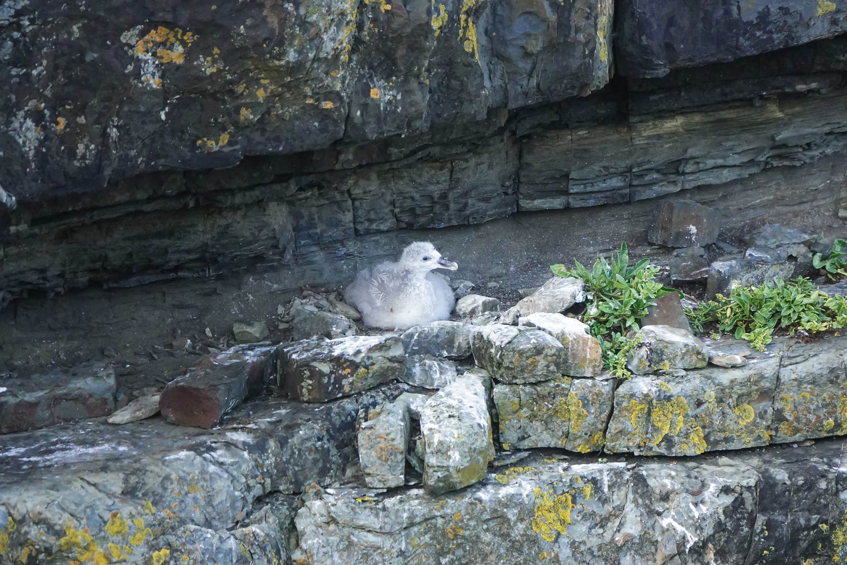 Baby seagull on the cliffs at Loop Head
