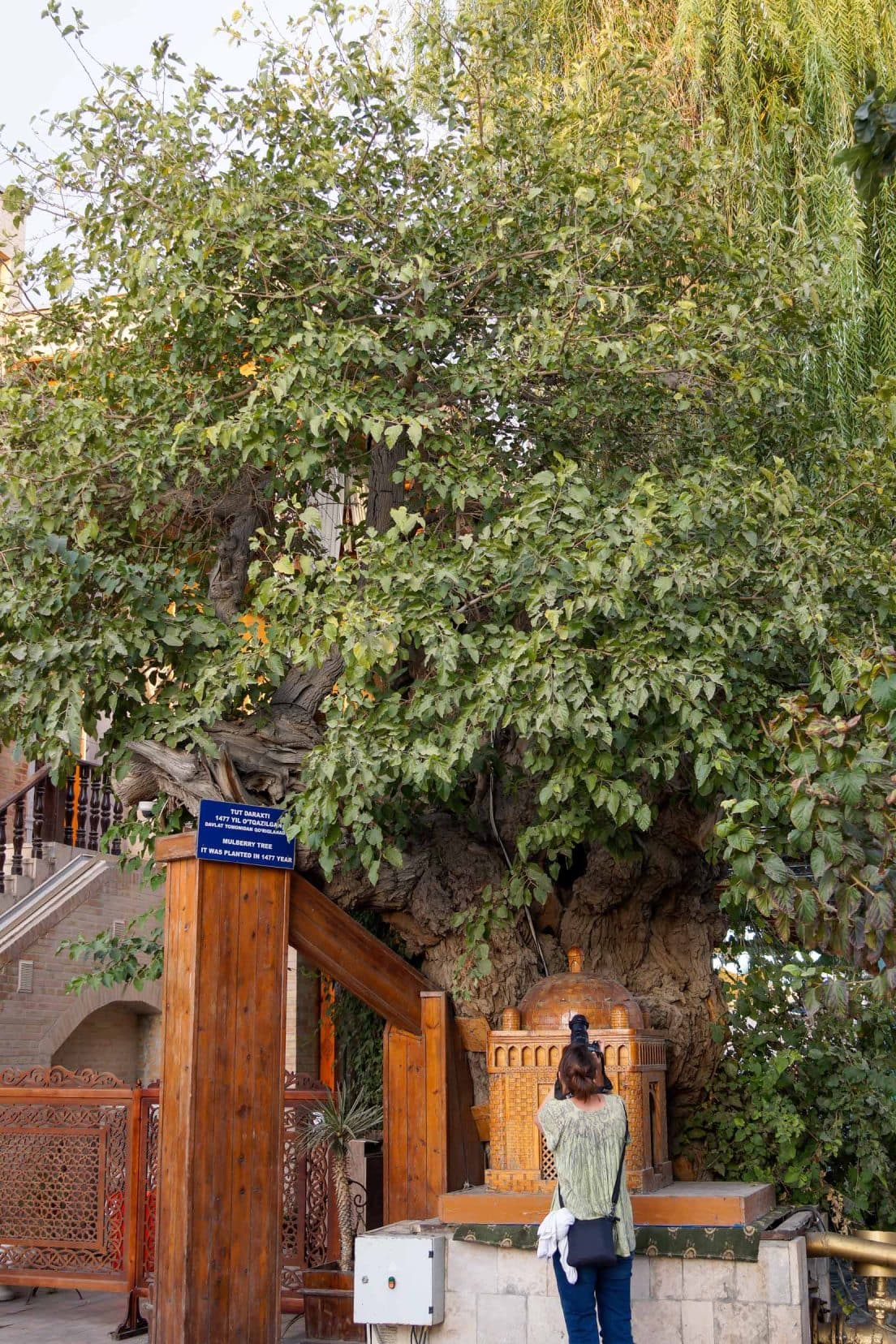 Mulberry-tree-at Lyabi Krause, Bukhara