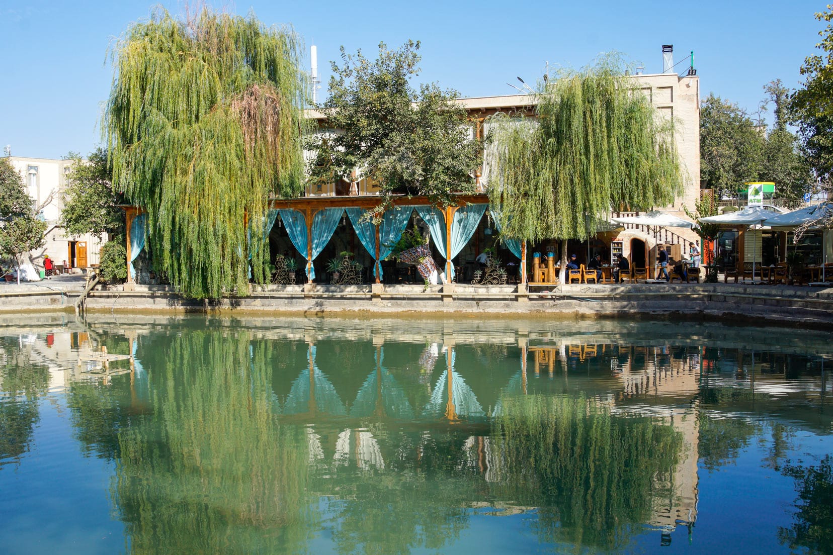 Old-mulberry tree-at-Labi Hauz, Bukhara