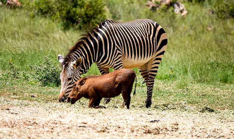 Hartman's zebra and warthog at the Rhino and Lion Park Hartman's zebra and warthog at the Rhino and Lion Park